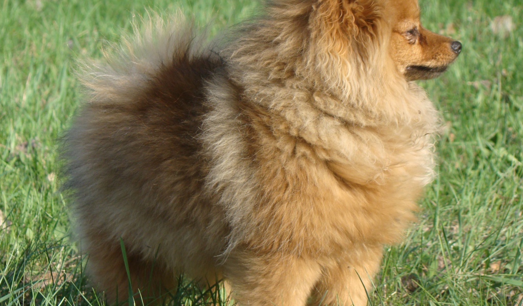 Упитанный шпиц на траве