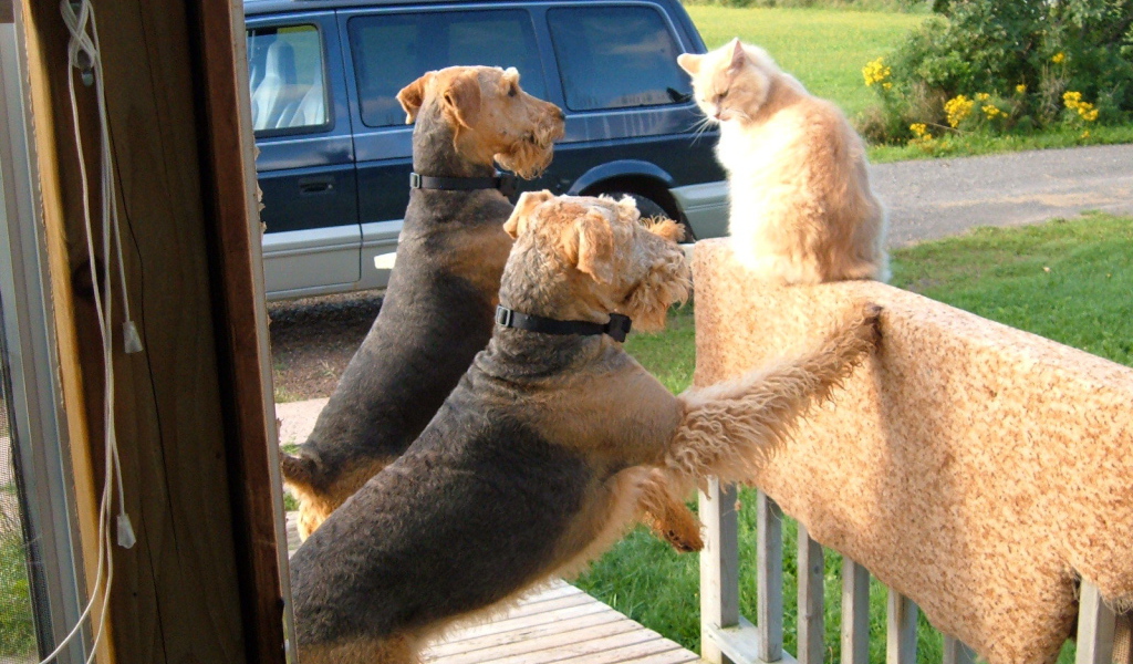 Два эрдельтерьера пристают к коту