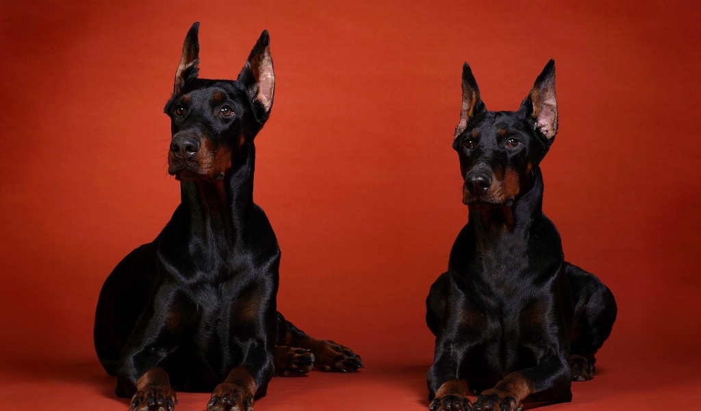 Два добермана на красном фоне