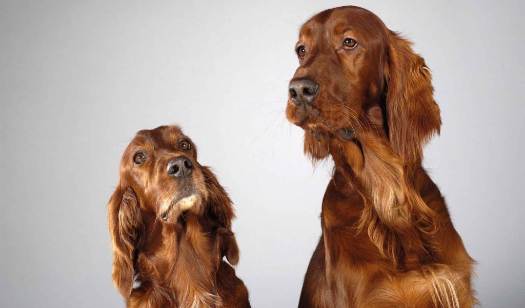 Два английских кокер спаниеля