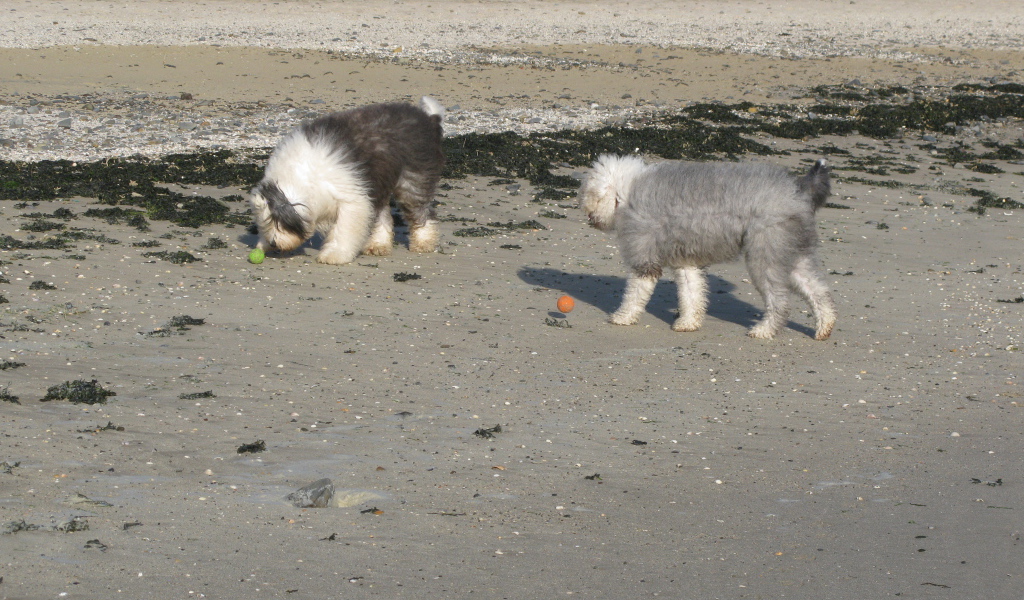 Два бобтейла на пляже