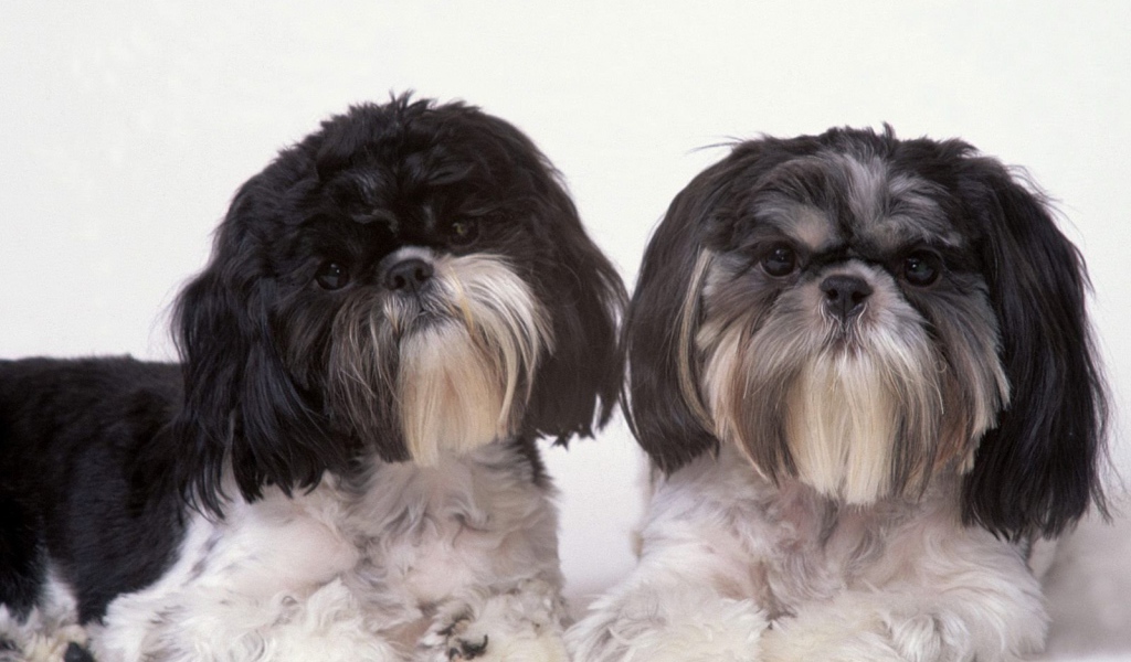 Два подстриженных шитцу