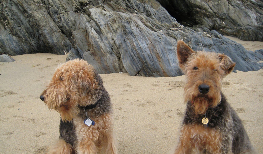 Два милых эрдельтерьера на пляже