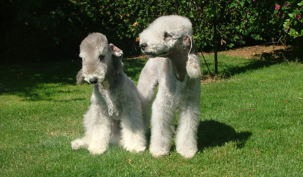 Две милых собачки бедлингтон терьер