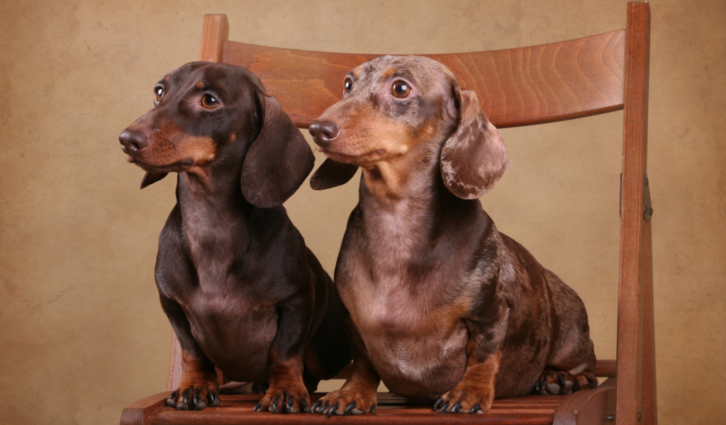 Две таксы на стуле