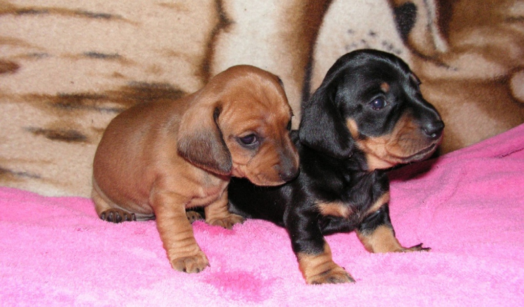 Два щенка таксы