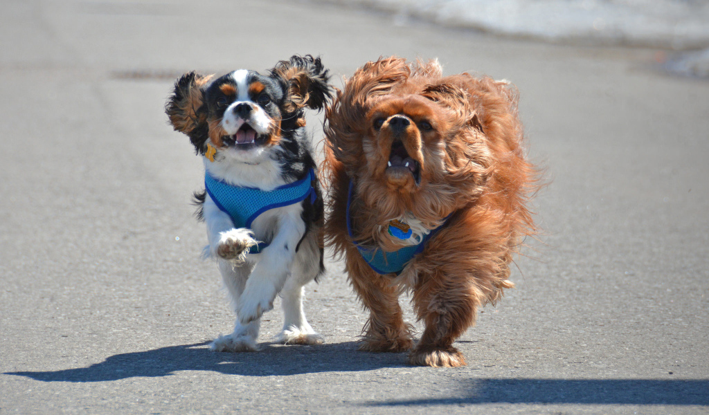 Две собаки кавалер кинг чарльз спаниель на пляже
