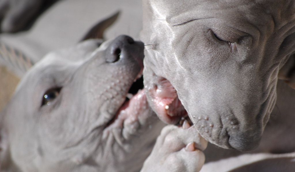 Две собаки тайский риджбек