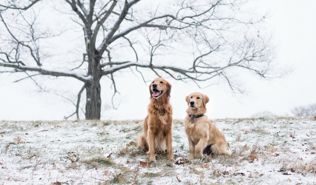 Две собаки на снегу