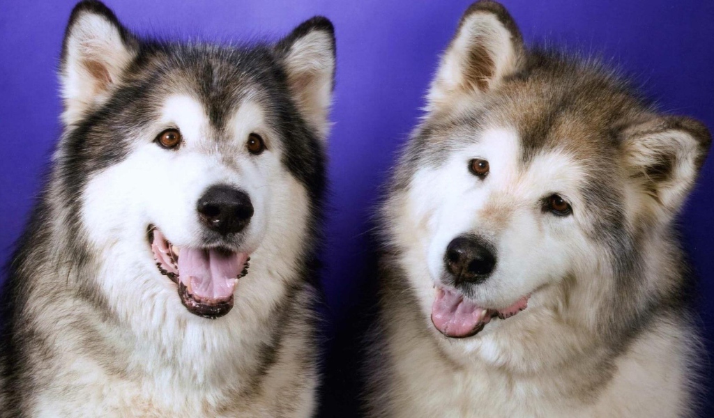 Две забавных лайки