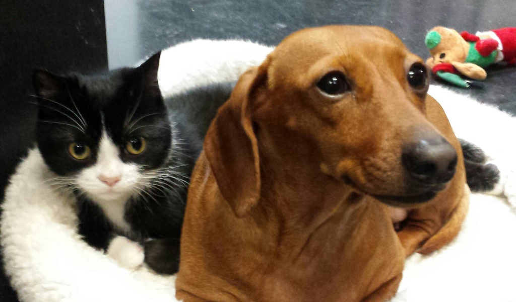 Два друга такса и кот