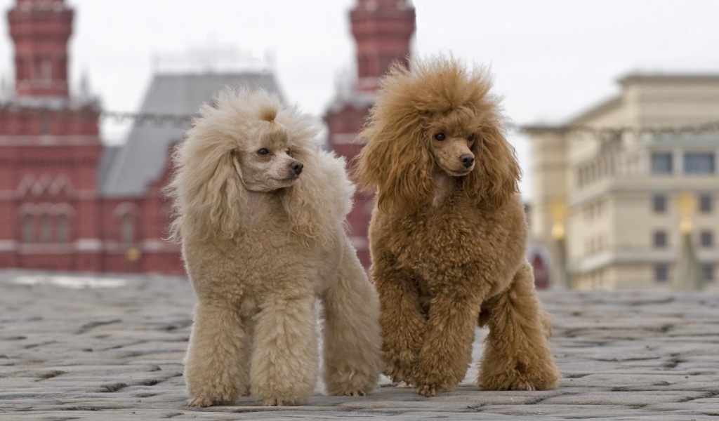 Два пуделя на Красной площади