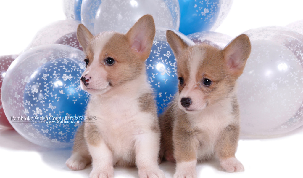 Два щенка вельш-корги на фоне шаров