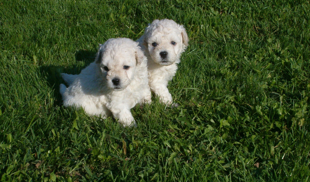 Два щенка собаки комондор