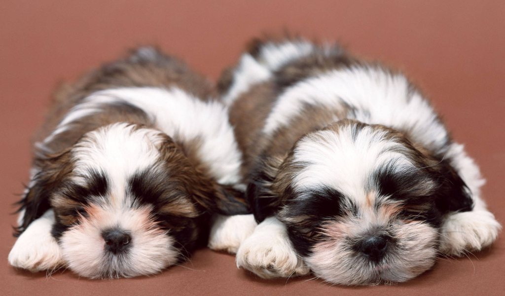 Два щенка шитцу спят