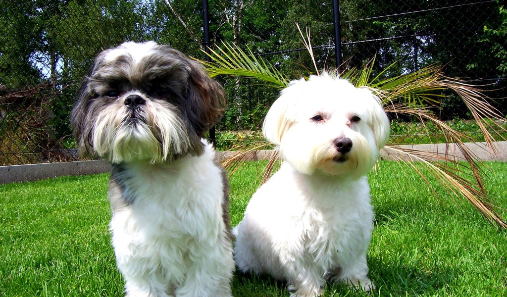 Две маленьких собаки шитцу