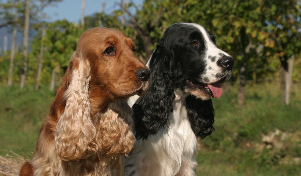 Виды английского кокер спаниеля