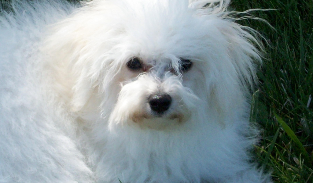 Недружелюбный взгляд болонки