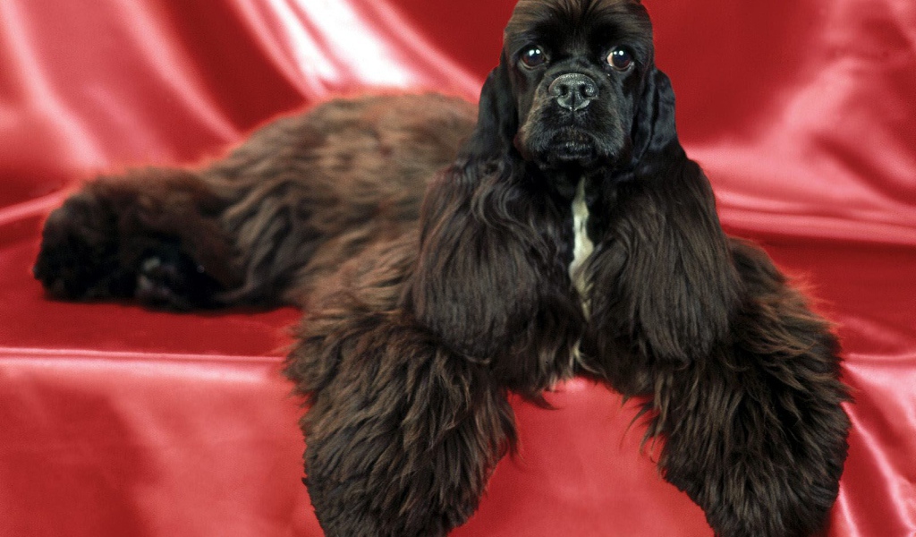 Необычный пес спаниель