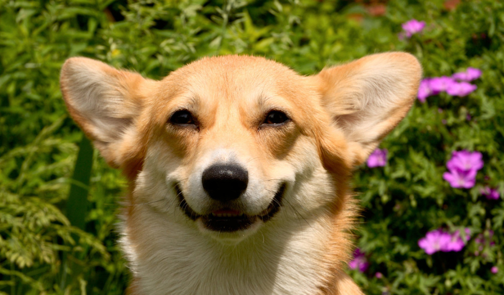 Улыбающаяся вельш-корги