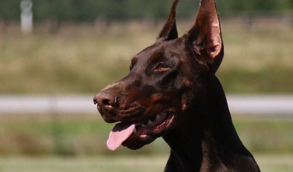 Красивый доберман