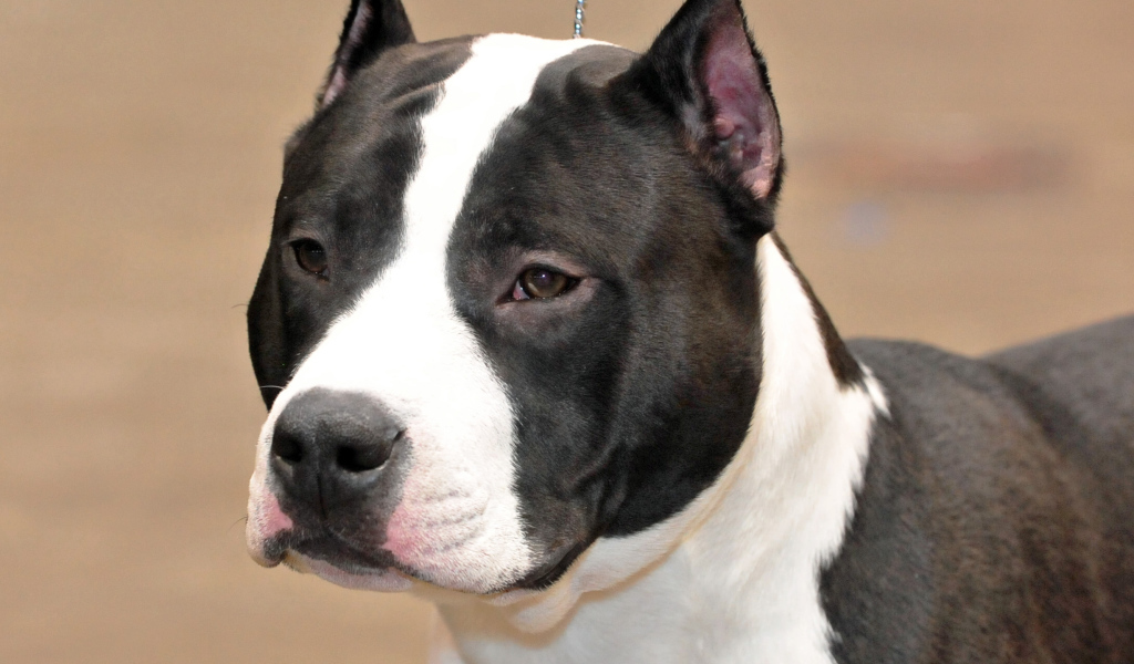 Взгляд американского стаффордширского терьера