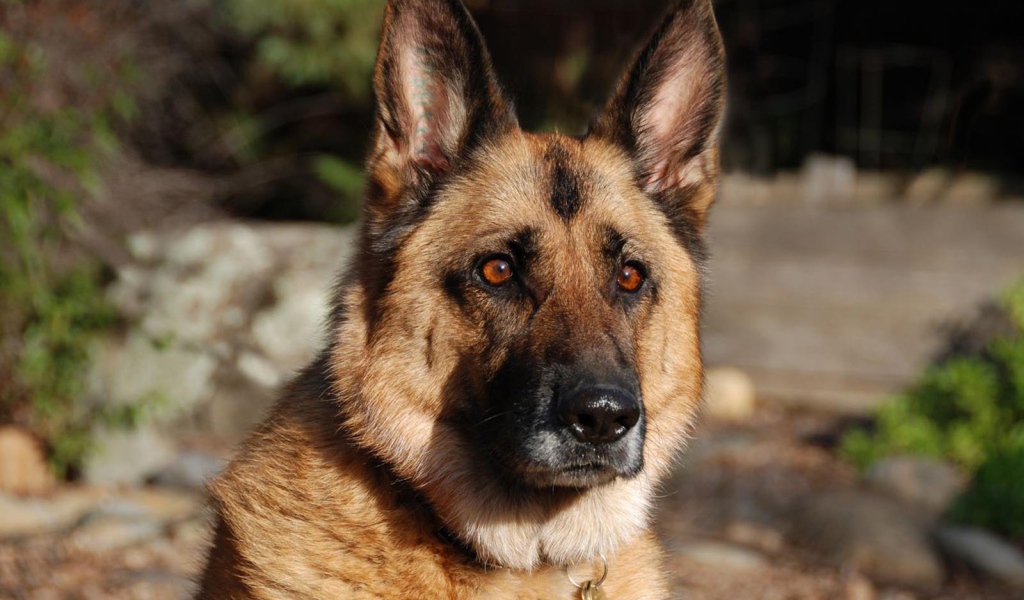 Взгляд немецкой овчарки