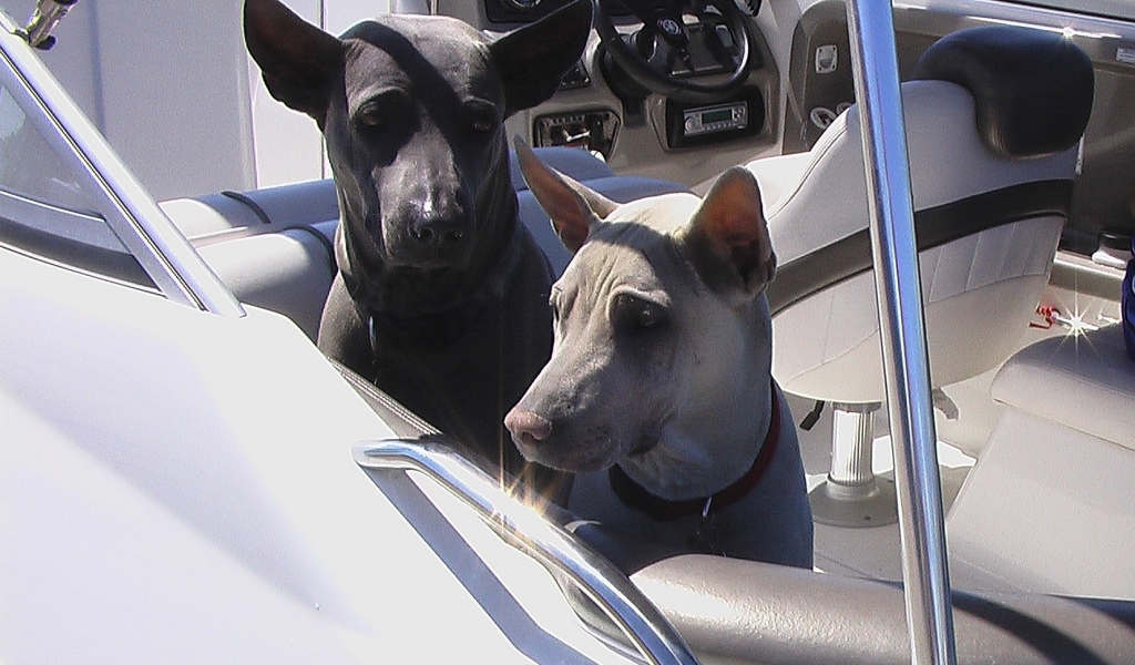 Прогулка тайских риджбеков на катере