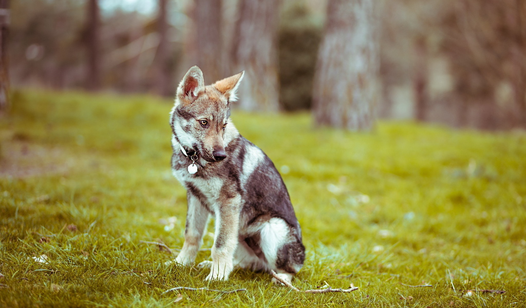 Прогулка в лесу