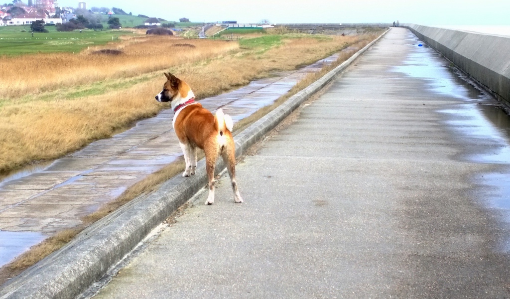 Прогулка американской акиты у моря