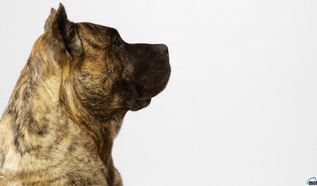 Обои с американским стаффордширским терьером