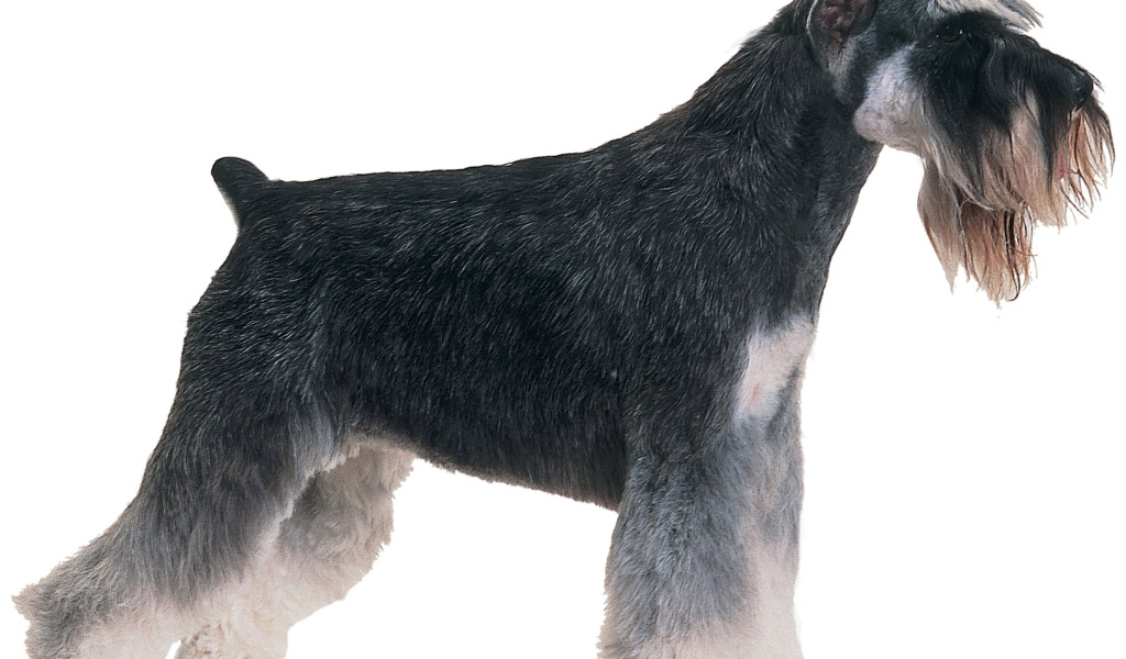 Обои с собакой шнауцером