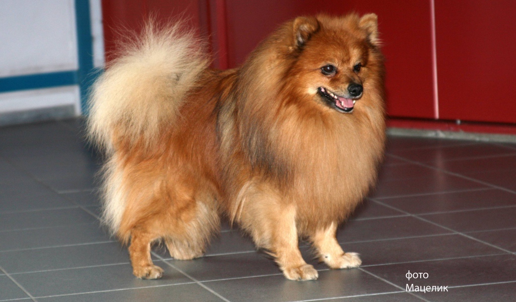 Ухоженный немецкий шпиц