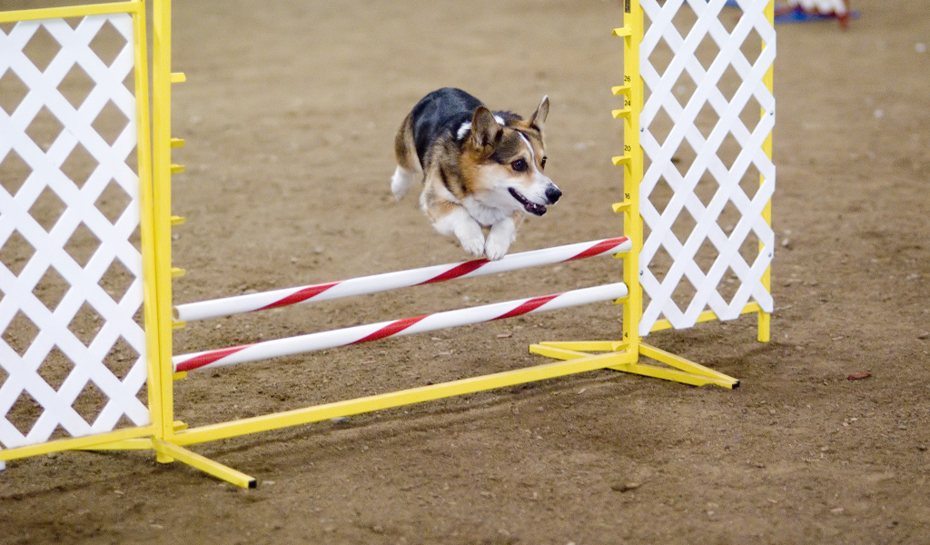 Вельш-корги спортсмен