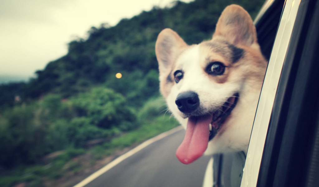 Вельш-корги смотрит в окно