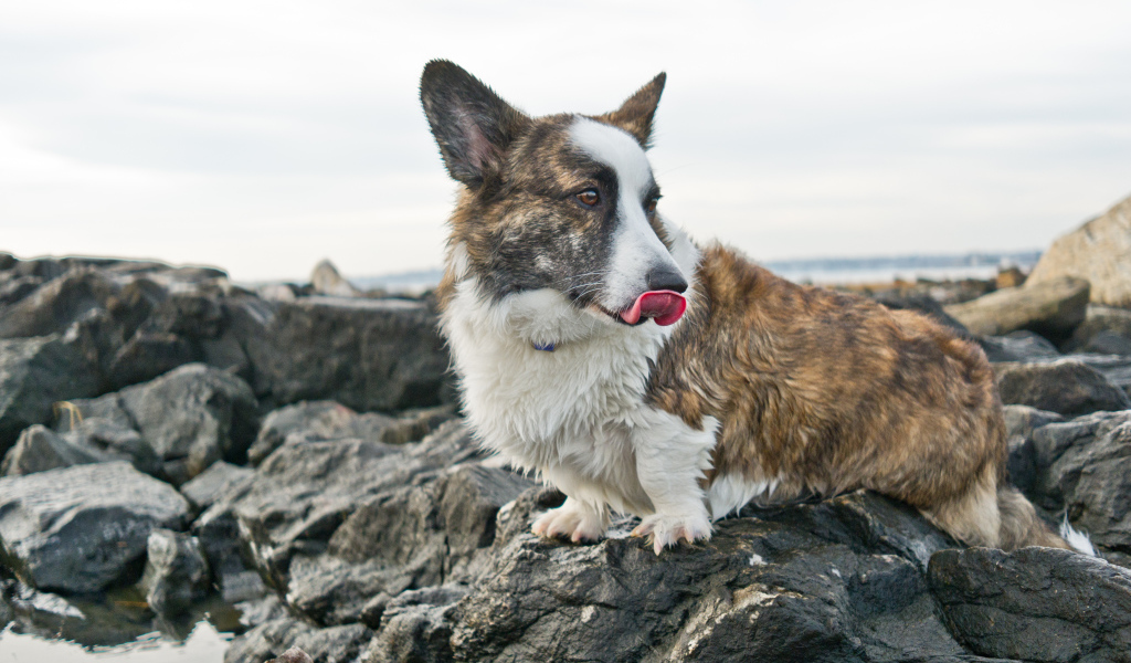 Вельш-корги на скалах