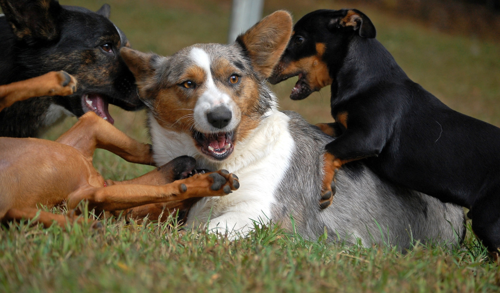 Вельш-корги играет с собаками