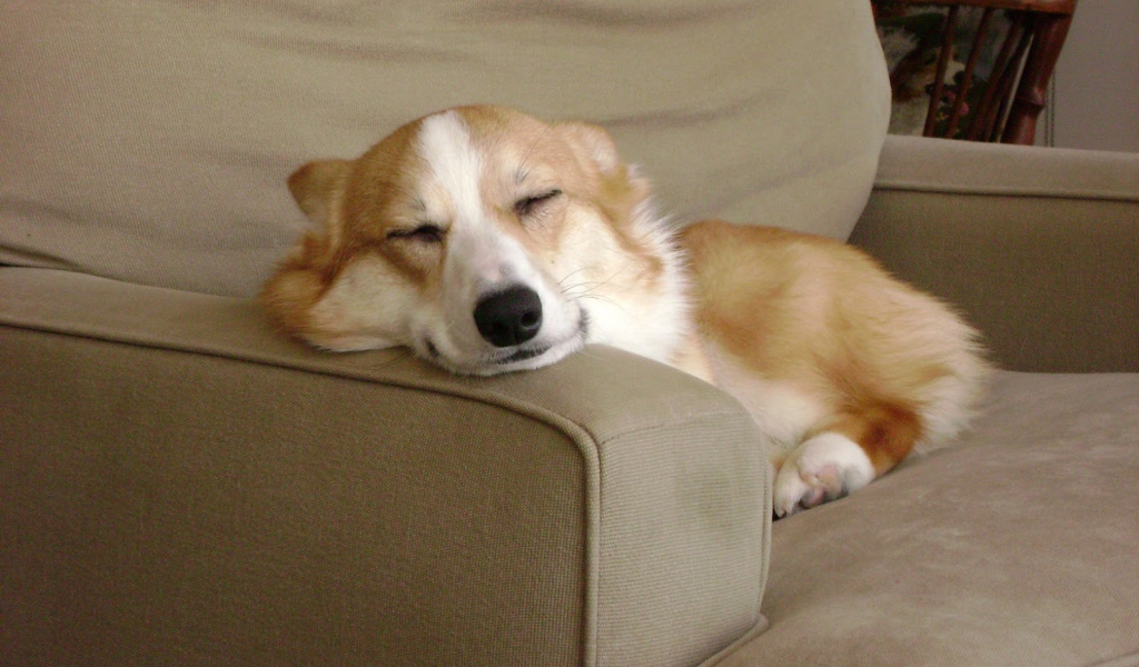Вельш-корги спит на кресле