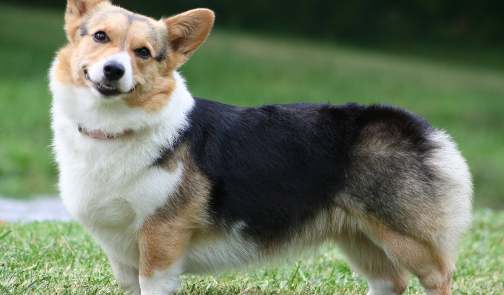 Вельш-корги гуляет на траве