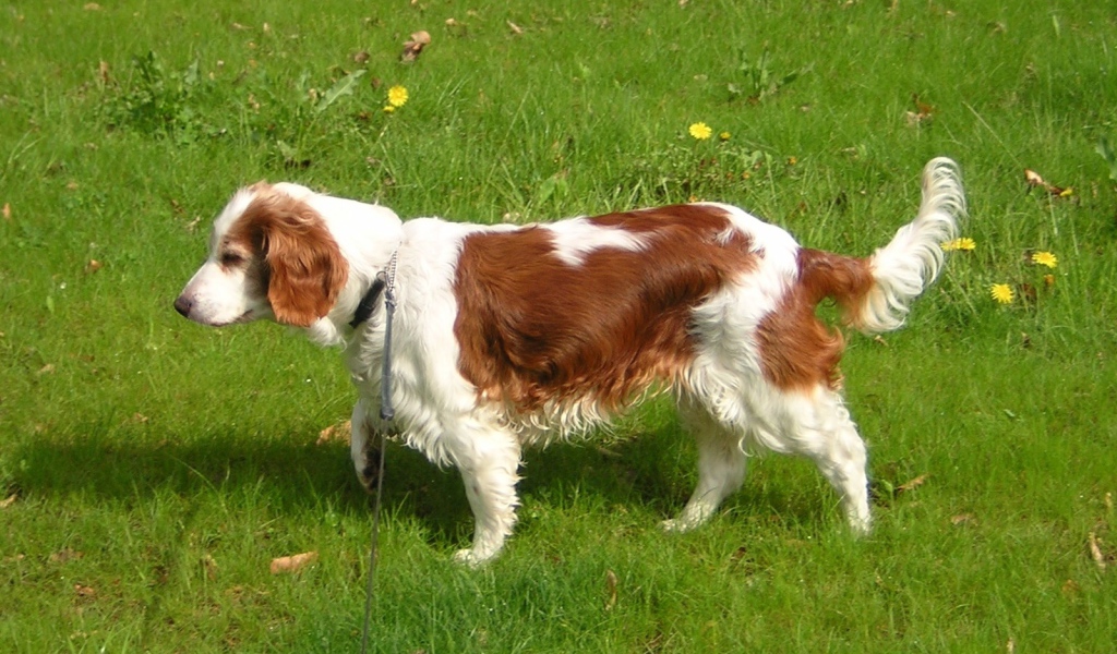 Уэльский гончий спаниель
