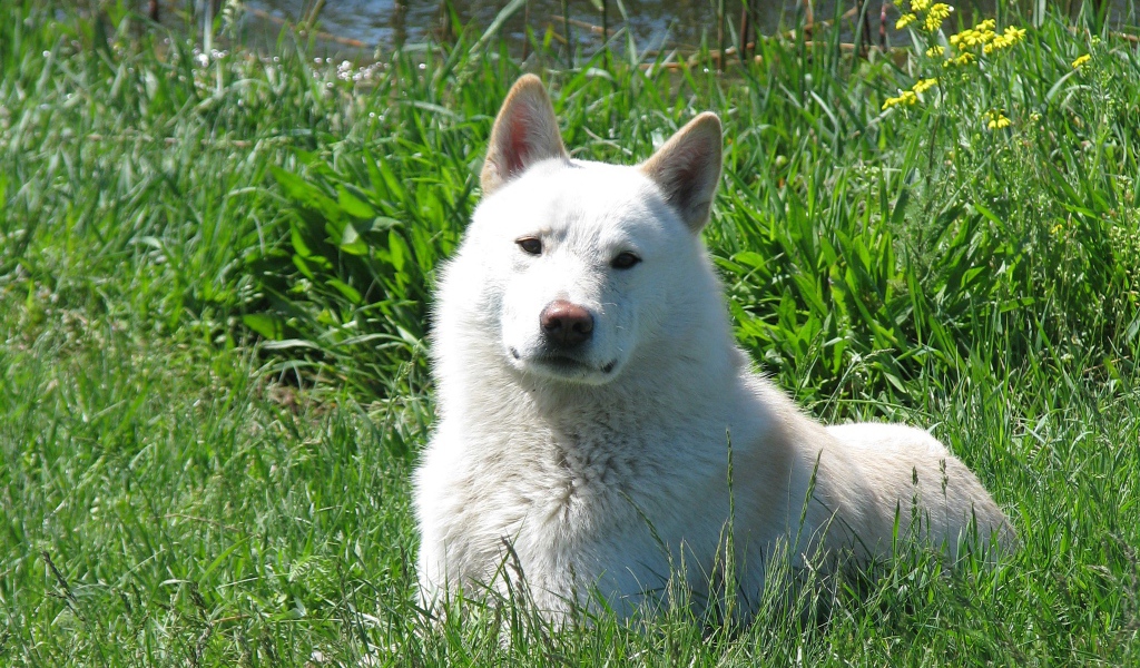 Западно сибирская лайка на траве