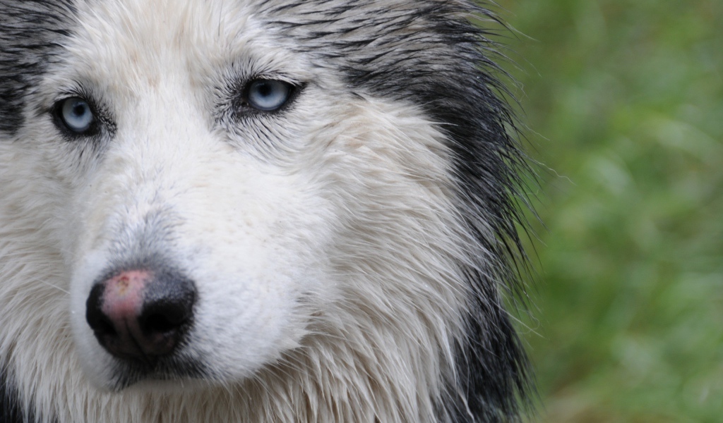 Мокрая собака лайка