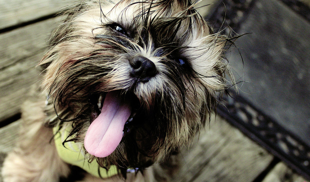 Мокрый пес шитцу