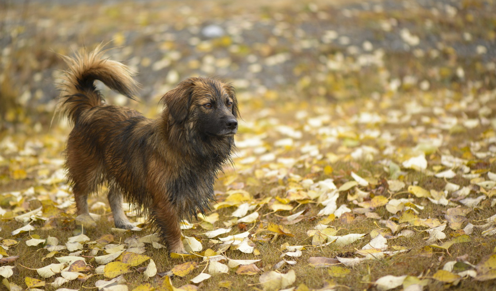 Мокрый лохматый пес