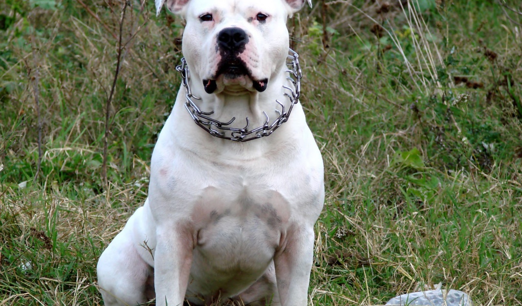 Белый американский стаффордширский терьер