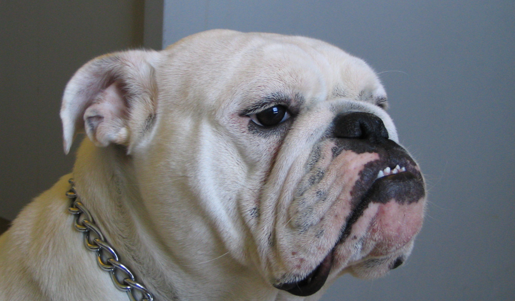 Белый английский бульдог