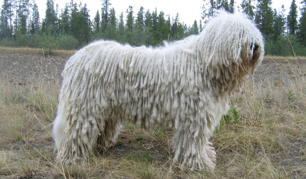 Белый комондор на поляне