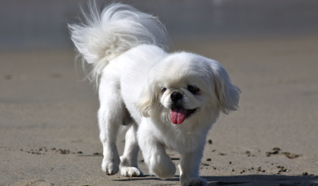 Белый пекинес на пляже