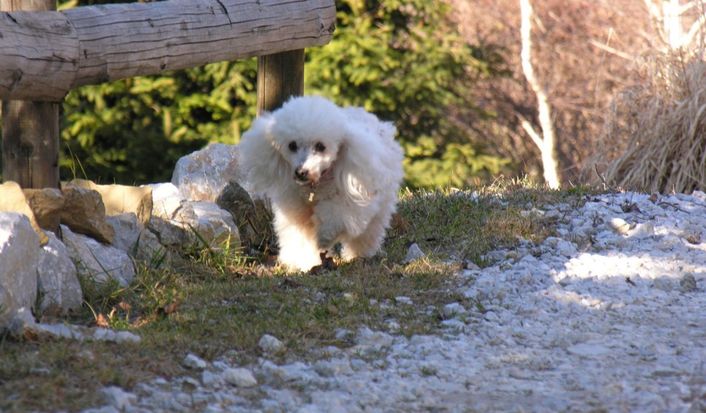 Белый пудель у забора