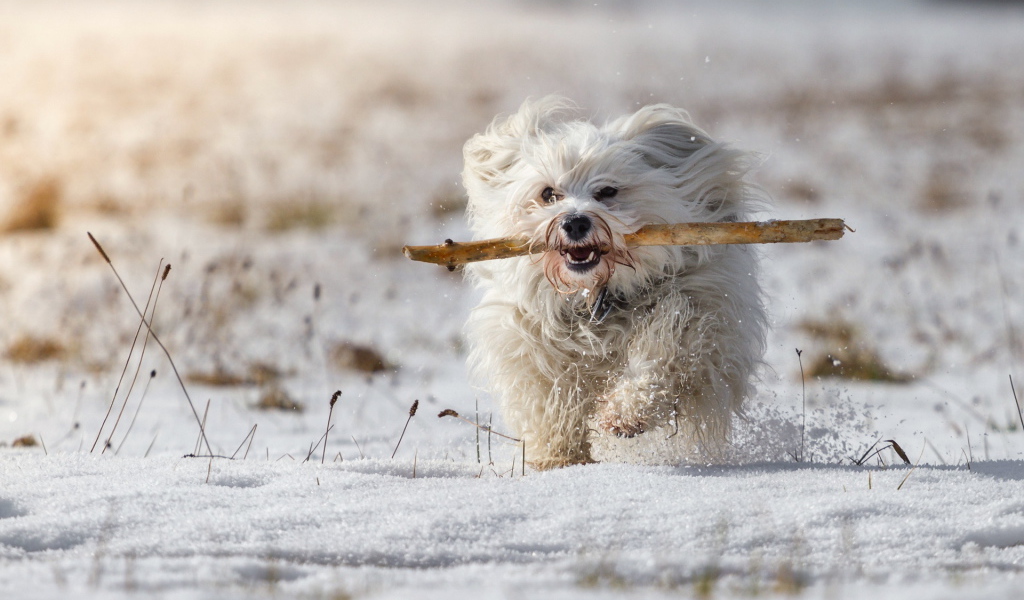 Белый пудель бежит по снегу